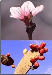 es_tijarafe_tijarafe8