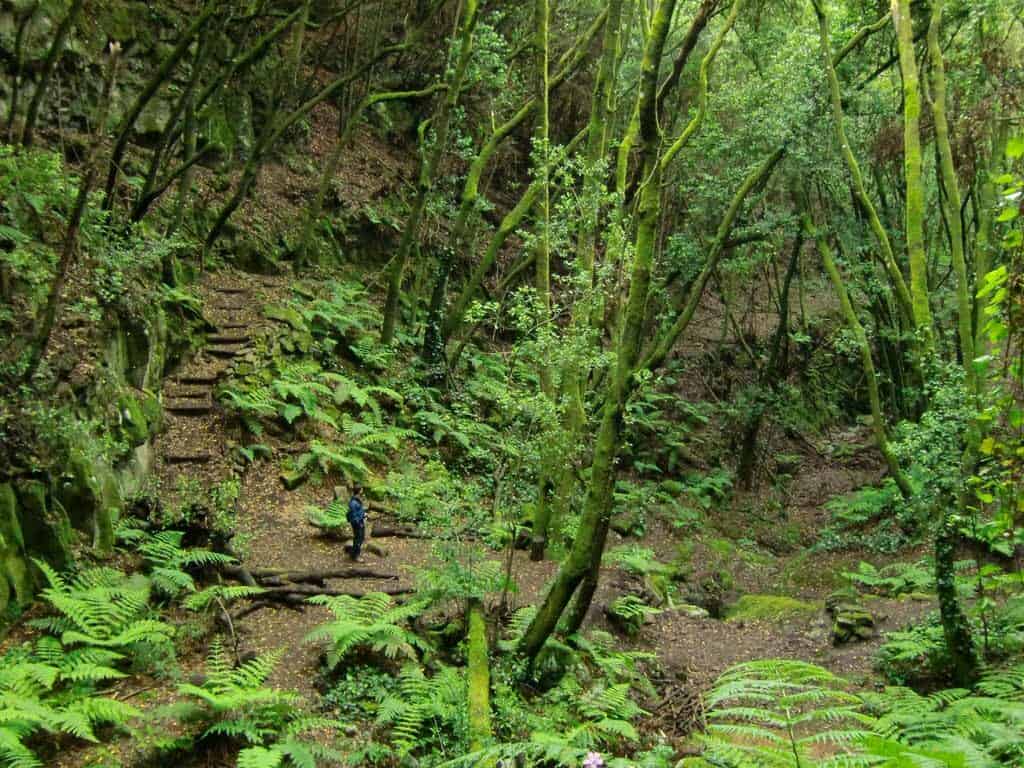 ruta-verde