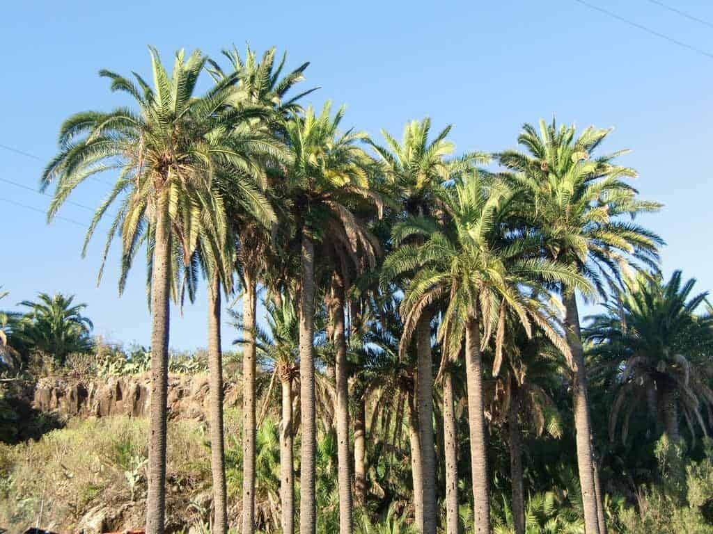 palmar